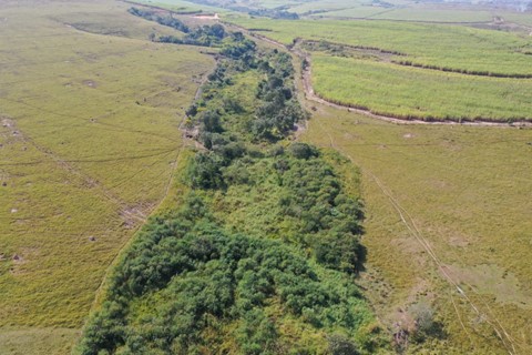 Iniciativa Verde e Programa Nascentes ampliam área de Mata Atlântica em torno de Estação Ecológica Ibicatu (SP)